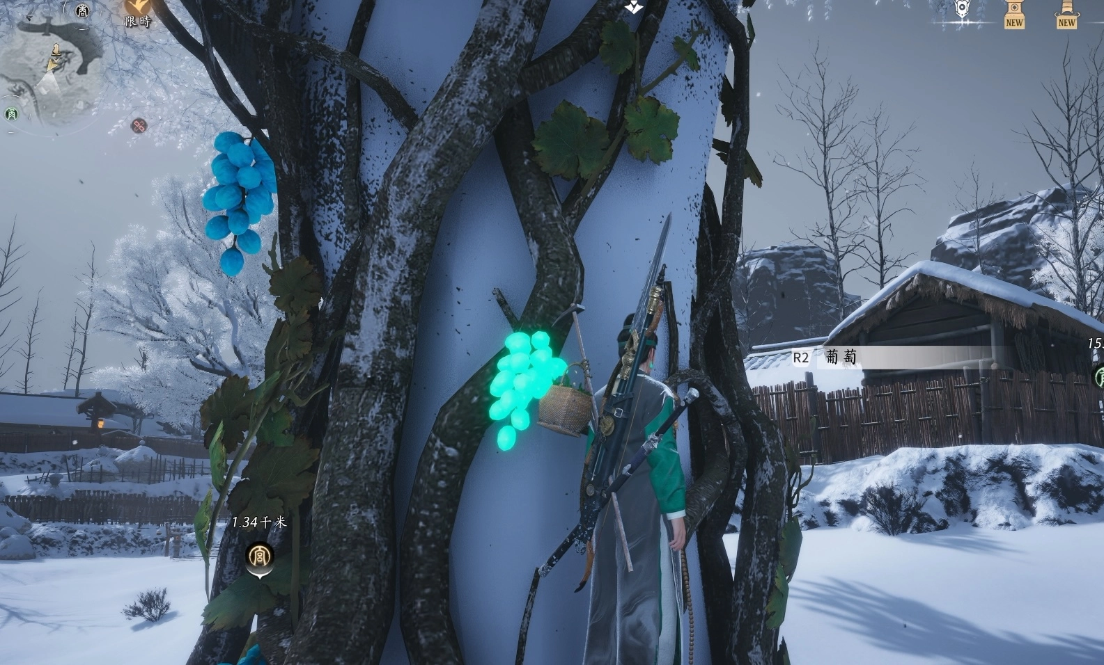 採收發光的那一串葡萄